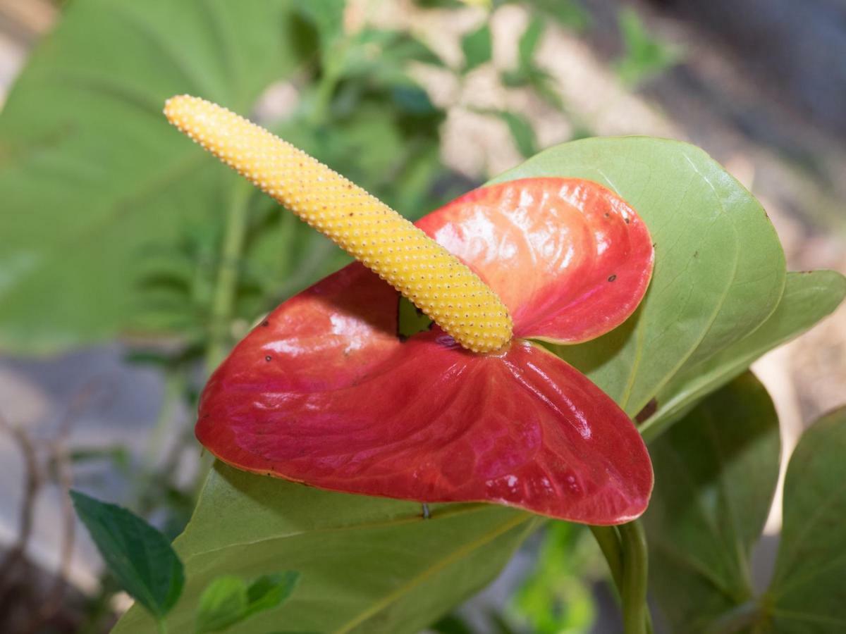 Paradiselodge Jungleguesthouse Platanillo 外观 照片